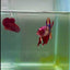 Plakat Nemo Multicolor Male Betta Giant #A201