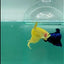 Plakat Super Yellow Male Betta #Ma37