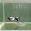Plakat Red Fancy Copper Female Betta #D26