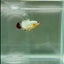 Plakat Yellow Fancy Copper Male Betta #N67