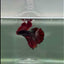 Halfmoon Black Red Copper Male Betta #M14
