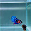 Koi Multicolor S18 Plakat - Male Betta