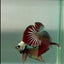 Plakat Alien Samurai Male Betta #Jul45
