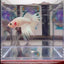 Young White Crowntail Halfmoon A141 - Male Betta