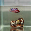 Plakat Koi Multicolor Female Betta #J24