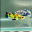 Plakat Koi Multicolor Green Eye Female Betta #Jul22