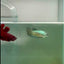 Plakat Alien Samurai Female Betta #A215