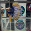 [AOC] Yellow Blue Mosiac A31 Halfmoon - Male Betta