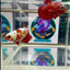 Red Gold Galaxy Plakat - Female betta M14