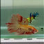 Halfmoon Pink Dot Male Betta #Jul32