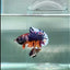 Plakat Nemo Multicolor Male Betta #Au87