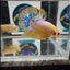 Yellow Fancy Copper A24 Plakat - Male Betta
