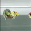 Plakat Dumbo Koi Copper Green Eye - Male Betta #Au100