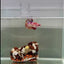 Plakat Koi Multicolor Female Betta #J26