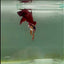 Plakat Metallic Multicolor Female Betta #M134