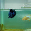 Plakat Blue Samurai Male Betta #Ma11