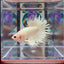 Young White Crowntail Halfmoon A145 - Male Betta