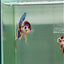 Plakat Koi Multicolor Male Betta #Ju28