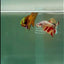 Plakat Nemo Green Eye Male Betta #Ju19