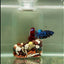Plakat Avatar Galaxy Female Betta #J43