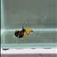 Plakat Koi Yellow Copper Female Betta #N22