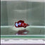 Plakat Red Fancy Copper Female Betta #N76