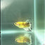 Crowtail Koi Green Eye Female Betta #Au38