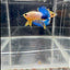 Yellow Fancy Copper Blue Star A01 Plakat - Male Betta