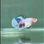 Plakat Dumbo Koi Male Betta #A225