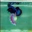 Halfmoon Purple Green Eye Female Betta #Ma42