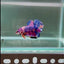 [Rare] Giant Koi Purple Candy S68 - Male Betta