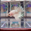 Young White Crowntail Halfmoon A107 - Male Betta