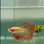Halfmoon Pink Dot Male Betta #Jul31