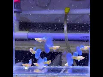 Albino Blue Topaz Guppy