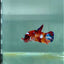 Plakat Nemo Multicolor Female Betta #A234