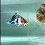Plakat Dumbo Koi Green Eye Male Betta #Au99