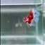 Koi Multicolor Metallic S66 Halfmoon - Male Betta