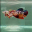 Plakat Koi Giant Female Betta #Ju07