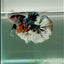Plakat Koi Copper Male Betta Giant #Ju05