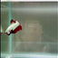 Blood White Scale Gold S31 Plakat - Male Betta