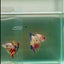 Plakat Koi Multicolor Giant Female Betta #Ju08