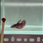 Avatar Galaxy S99 Halfmoon - Female Betta