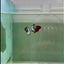 Plakat Red Fancy Copper Female Betta #D29