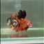 Plakat Koi Orange Male Betta Giant #Ju04