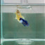 Dumbo Plakat Blue Female Betta #N50