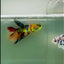 Halfmoon Koi Multicolor Green Eye Female Betta #Jul13