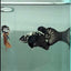 Plakat Black Samurai Male Betta #Au06