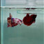 Plakat Nemo Multicolor Male Betta #M131