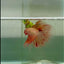 Halfmoon Pink Dot Male Betta #Jul34