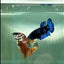 Plakat Avatar Female Betta #Au79